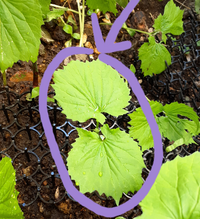 花かんざしの花が終わりました切り戻しは今してもいいんでしょうか肥料の与 Yahoo 知恵袋