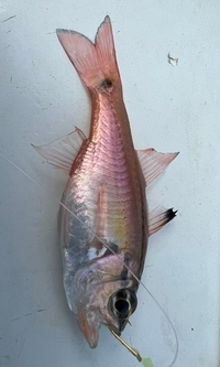 この魚何ですか 相模湾の五目釣りで外道として連れました 尾 Yahoo 知恵袋