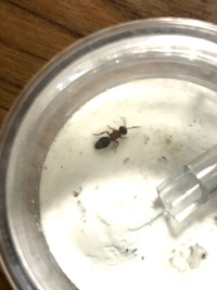 この前 カナブンみたいな丸っこい虫が飛んでいたので観察していました Yahoo 知恵袋