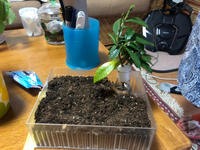 クチナシの花クチナシの花を植えると縁起が悪いと聞きましたが 本 Yahoo 知恵袋