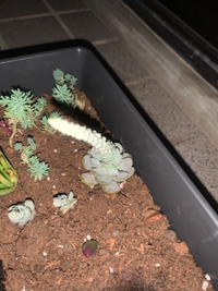 教えて下さい 多肉植物初心者です 子持ち蓮華が伸びてきたのですが 根を全く Yahoo 知恵袋