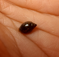 この貝メダカ水槽に突然現れました これはスネールですか Yahoo 知恵袋