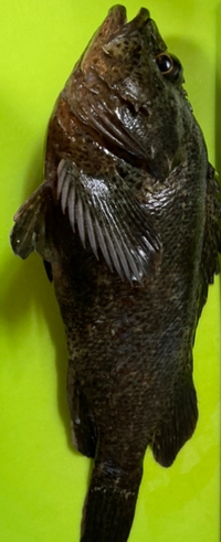 難しい魚の名前教えてください 漢字で できれば沢山お願いします Yahoo 知恵袋