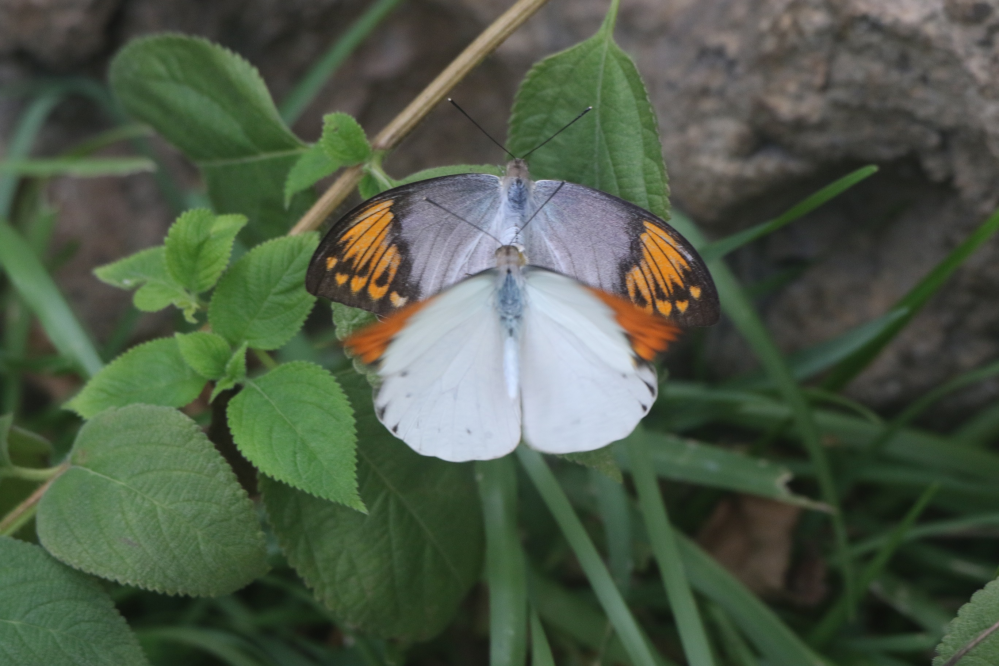 こんにちは 多摩動物園の昆虫館で撮った蝶です これは なんという Yahoo 知恵袋