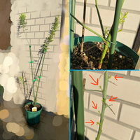 ミモザの育て方 剪定について 長文です 幹が全然太くならずに背だけ伸びる Yahoo 知恵袋