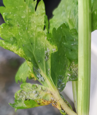 趣味でプランターでちょっとした野菜作りを始めました ふと気付くと Yahoo 知恵袋