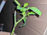 二日前にバラの苗を買って大きな鉢に植え替えました 下の方が葉っぱ Yahoo 知恵袋