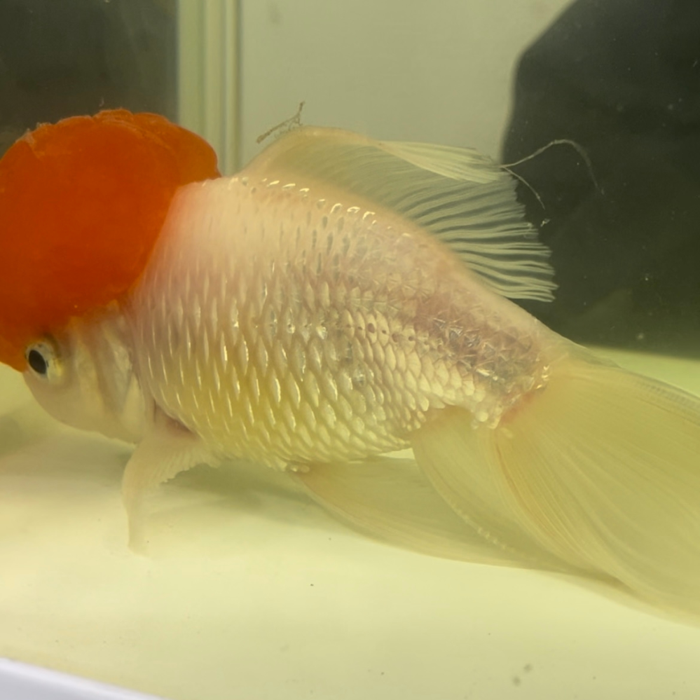 金魚の松かさ病中の水カビ病 尾腐れ病 イカリムシ について Yahoo 知恵袋