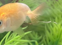 金魚のフンについて白い 半透明は消化不良とありましたが写真の子も Yahoo 知恵袋