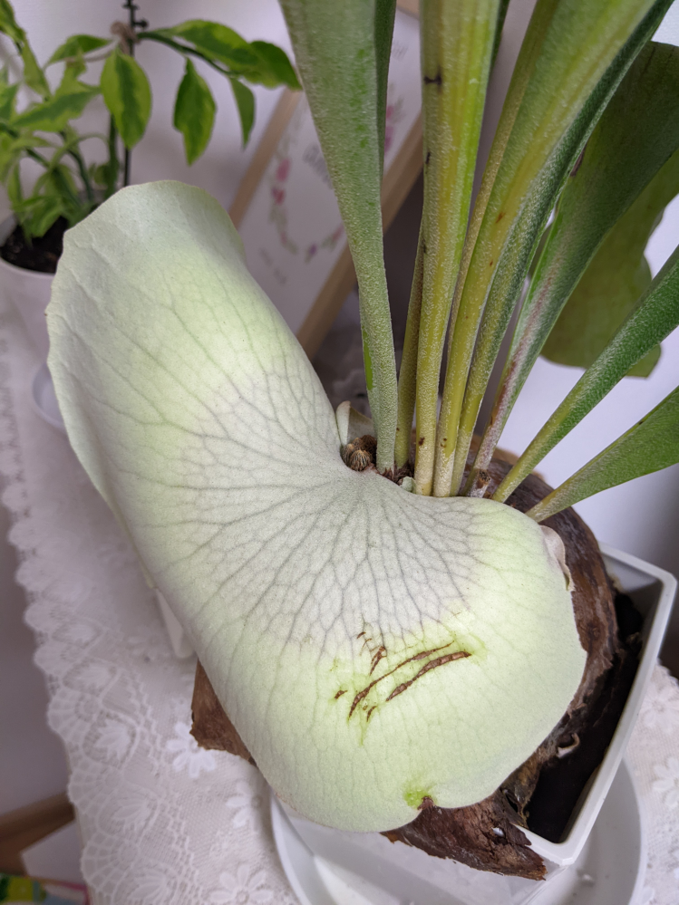 コウモリラン ビカクシダ について教えてください 今朝 貯水葉が茶色くなり Yahoo 知恵袋