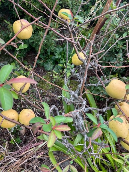 1番大切だという意味の花言葉の花何かありますか ミセバヤ 大切なあなた Yahoo 知恵袋