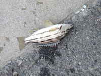 なんの魚ですか シマイサキです Zukan Yahoo 知恵袋