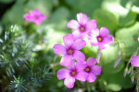 この花の名前を知りたいのですが お願いします 花言葉なども分かれば嬉しいで Yahoo 知恵袋