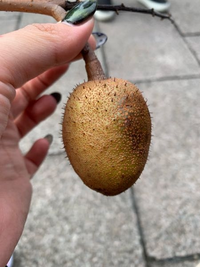 木についてたんですがこれは何か実ですか 分かる人いたら教えてください Yahoo 知恵袋