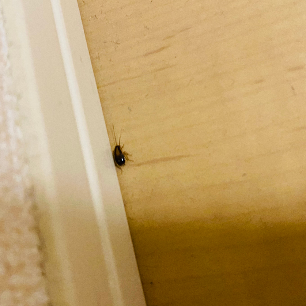 たまにこの虫が家の中に現れますが ゴキブリのあかちゃんでしょうか Yahoo 知恵袋