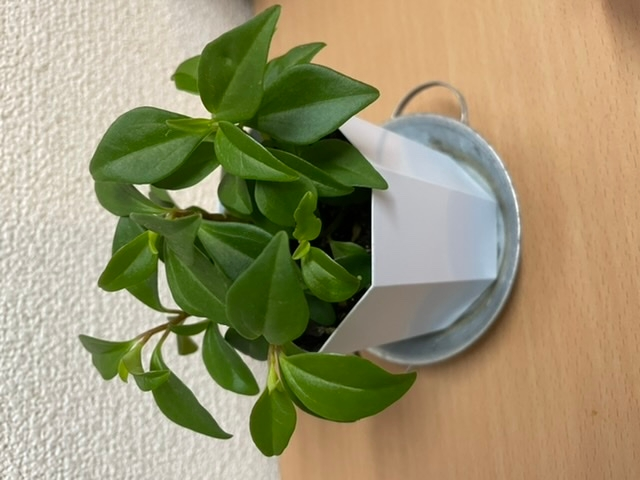 コノテヒバの栽培方法について教えてください ホームセンターで高さ６０ｃｍくらい Yahoo 知恵袋