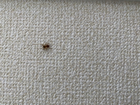 便所バチが最近部屋によく入ってくるのですが 原因は何だと思い Yahoo 知恵袋