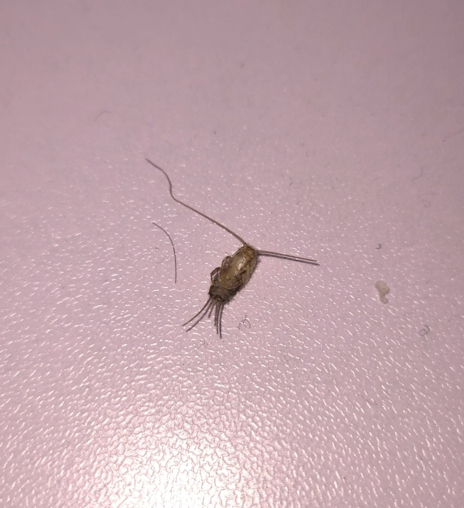 害虫 ねずみ 投票受付中の質問 Yahoo 知恵袋