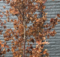 庭に植えている紅葉が枯れてしまいました 葉は茶色くちぢれてふにゃ Yahoo 知恵袋