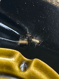 玄関にこちらの芋虫が大量発生しました 見た目もトゲトゲした感じで Yahoo 知恵袋