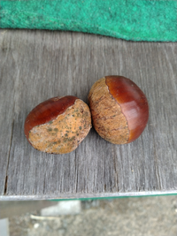 カビた食べ物を熱殺菌したら食べられますか 細菌ってほとんど百数十度で死ん Yahoo 知恵袋