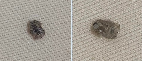 なんか家に居ました ダンゴムシでしょうか カバンにくっついてきた Yahoo 知恵袋