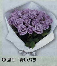 とび森で むらさきのバラとか 珍しい色の花を咲かせる方法を教えてください Yahoo 知恵袋