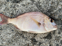 この魚は鯛ですか 海タナゴですか 青みがかった斑点があるのでマダイの Yahoo 知恵袋