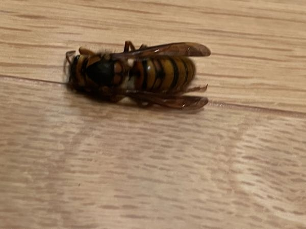 この蜂に刺されました 何と言う蜂でしょうか 毒性は強いでしょう Yahoo 知恵袋