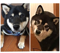 犬が家にいる いた方に質問です 皆様の犬さんが １歳未満のときと大体５歳く Yahoo 知恵袋