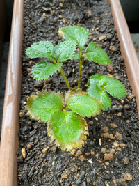 いちごの葉が外側から枯れてそうな症状になる原因はあげるとしたらな Yahoo 知恵袋