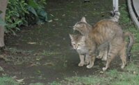 兄弟猫は血のつながりのない同居猫よりももっと仲良しですか 兄弟猫と他 Yahoo 知恵袋