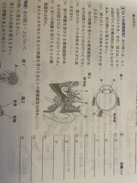 中2理科生物2 Bの答えが レンズ だったのですが 水晶体と Yahoo 知恵袋