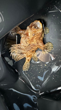 この魚はなんという名前でしょうか ネンブツダイが釣れて放置してい Yahoo 知恵袋