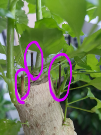 ヘテロパナックスの青く囲った部分が何か針金 みたいな感じなのが4つ出てるん Yahoo 知恵袋