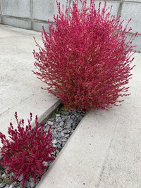 コキアとホウキグサは 同じ植物ですか Yahoo 知恵袋