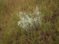 堤防の植物名を教えてください 細部が見えませんがカワラハハコだと思い Yahoo 知恵袋