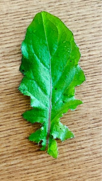 たんぽぽの葉っぱで間違いないですか タンポポの可能性もあり Yahoo 知恵袋