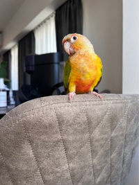 ウロコインコについて質問です いつもは甘えん坊でだいたい肩に乗っ Yahoo 知恵袋