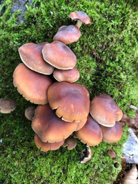 このキノコ何かわかる人いますか 苔が生えたブナの倒木に生えてました Yahoo 知恵袋