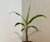 ヤマモミジの種はいつごろ地面に落ちますか モミジが庭にある方 Yahoo 知恵袋