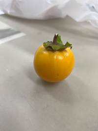 フォックスフェイスって食べられないんですね 有毒なので食べられません Yahoo 知恵袋