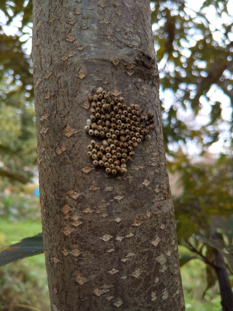 栗の木の害虫について教えてください。添付画像の様な害虫が栗の... - Yahoo!知恵袋