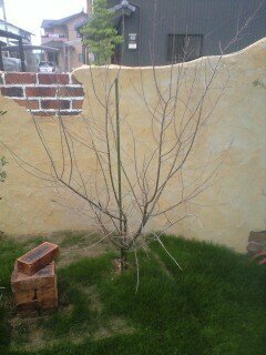 枯れたオリーブの木は再生しますか 昨年秋ころに庭に地植えしたのですが Yahoo 知恵袋