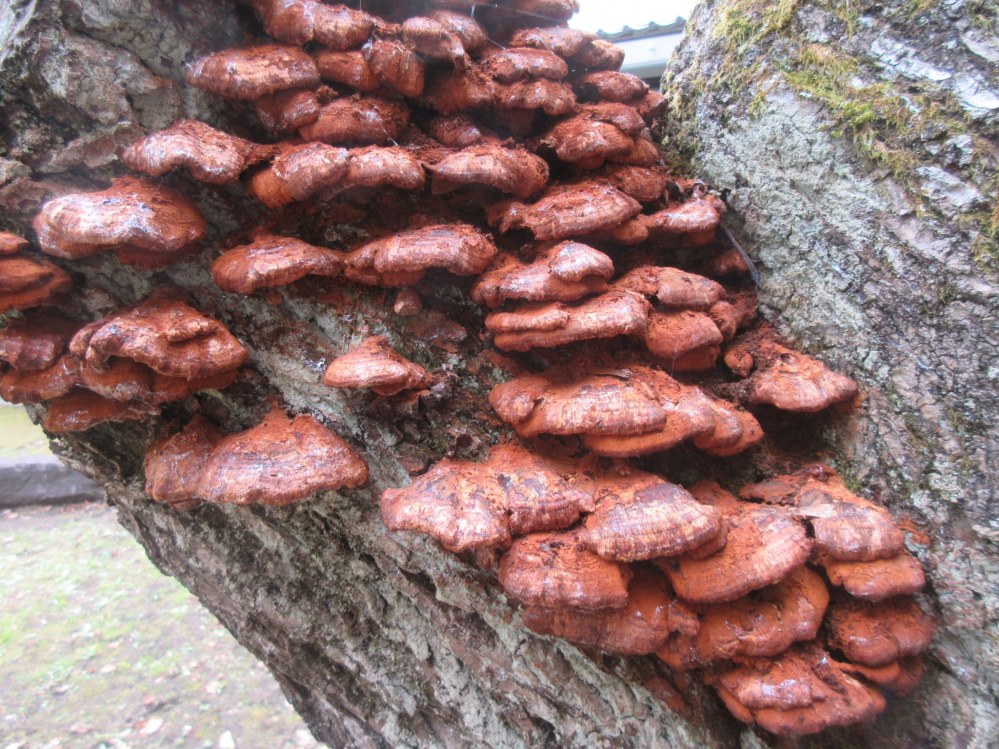 サルノコシカケの仲間だと思いますが、赤茶色です。種類が分かれば教え