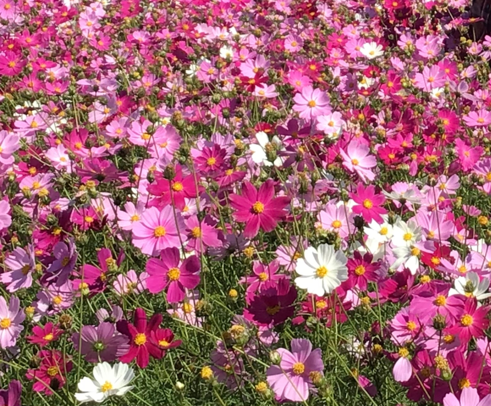 コスモスの花について質問です コスモスの花畑を見ると白 ピンク Yahoo 知恵袋