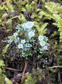 ゼニゴケの花 10月9日頃 菖蒲畑の近くに生えていたコケです 特に霜が降 Yahoo 知恵袋