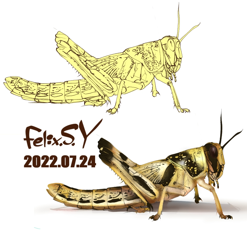 誰かご教授お願いします カマキリを卵から育てて現在3回脱 Yahoo 知恵袋