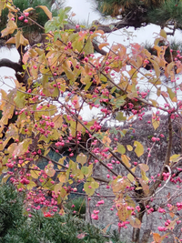 この時期庭に咲くのですが 何と言う樹木か解る方教えてください マユミ Yahoo 知恵袋