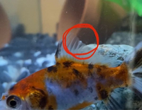 金魚の背びれに非常に細い糸がついてます 写真分かりにくいですが 始点が背び Yahoo 知恵袋